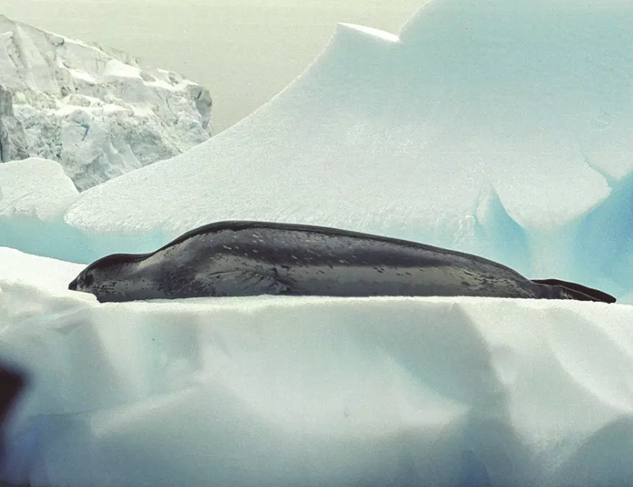 Преследвач и преследван: Морски леопард на лов за пингвин в Антарктика (ВИДЕО)