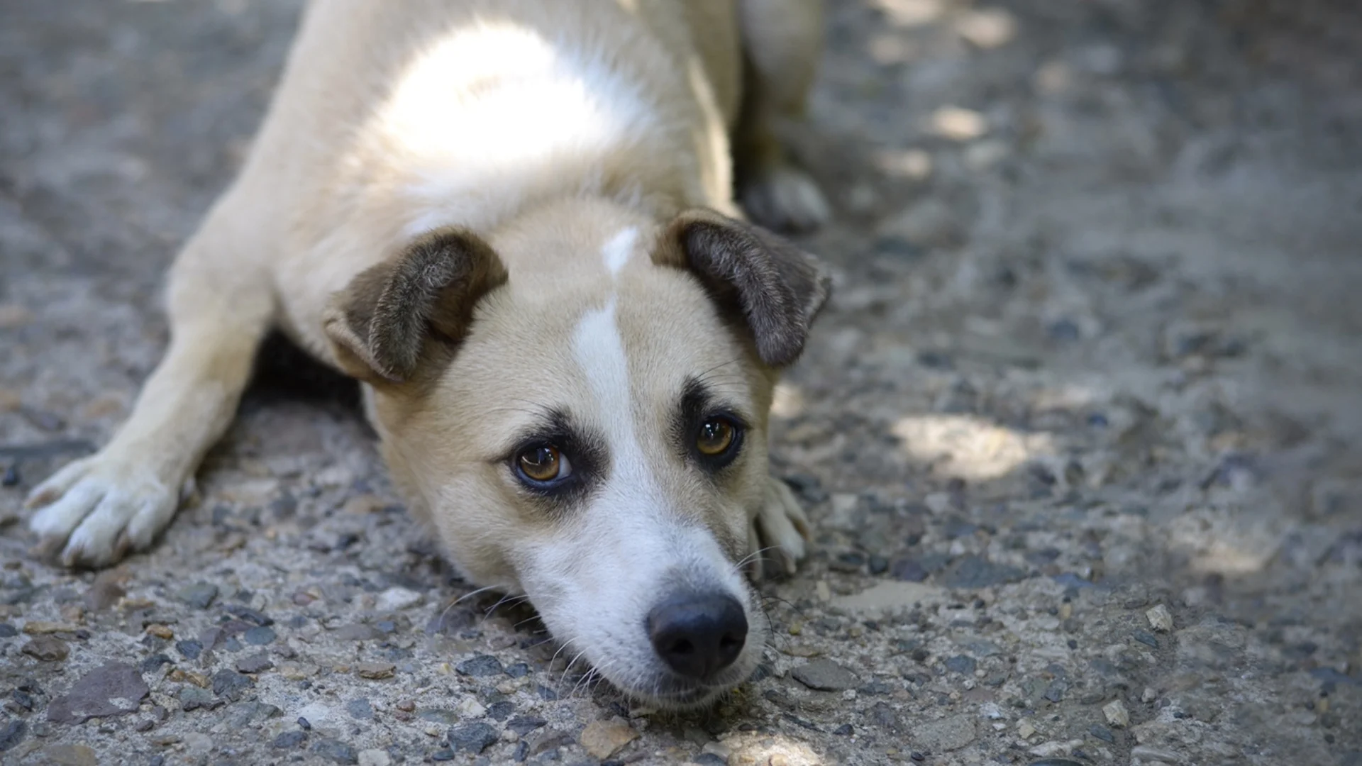 Убиха го на терасата: Полицията разследва смъртта на куче в Благоевград
