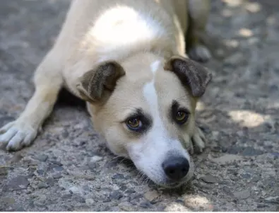 Убиха го на терасата: Полицията разследва смъртта на куче в Благоевград