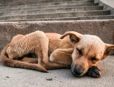 В Русия вече ще могат да убиват бездомните животни 