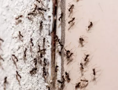 Как да се отървем от мравките – ужас за всяка домакиня