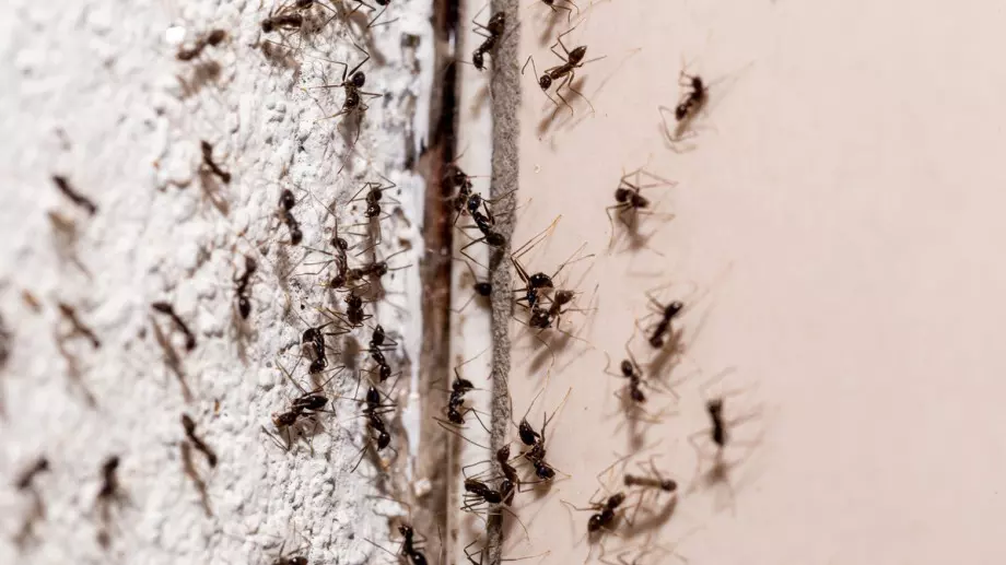 Ако имате мравки вкъщи - ето какво гласи поверието!