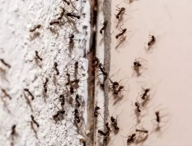 Дафинов лист против мравки - натрапниците ще забравят за вашия дом