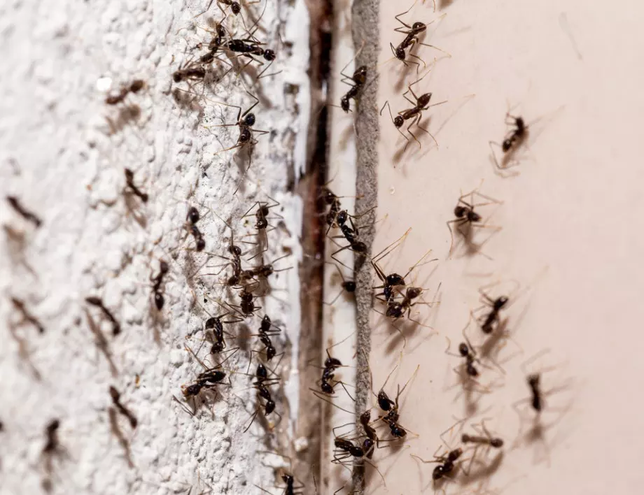 Домашно средство, с което ще се отървете от мравките у дома