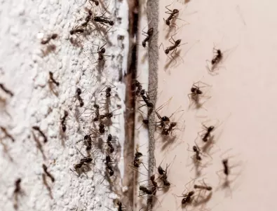 Мравките ще заобикалят вашия дом, ако използвате тези хитри трикове!