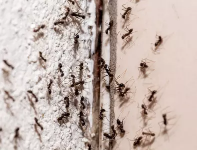Как да се отървете от мравките веднъж завинаги с домашни средства