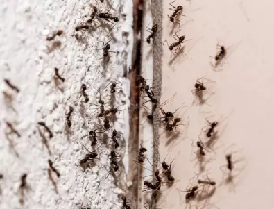 Какво вещае появата на мравки у дома?