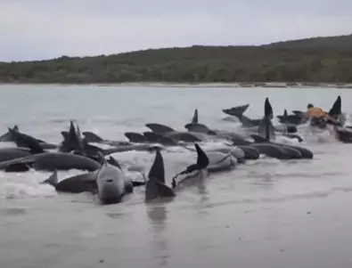 Над 50 кита загинаха изхвърлени на австралийския бряг (ВИДЕО)