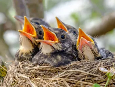 От гнездото до отлитането на малките: Вижте как започва животът на птиците в 3 минути (ВИДЕО)