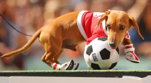 ВИДЕО: Куче прекъсна мач в България, изпратиха го да гледа от трибуните