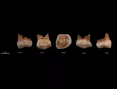 Зъб от остров Ява на 60 000 години е приписан на сапиенс