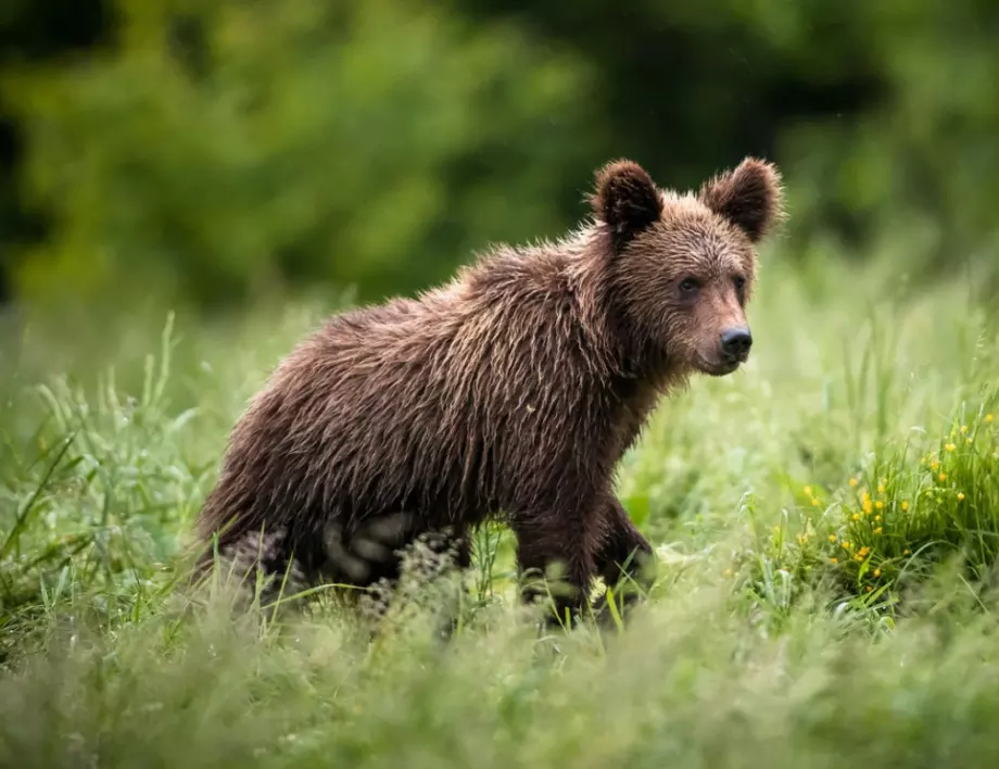 Знаете ли къде може да срещнете мечки в България?