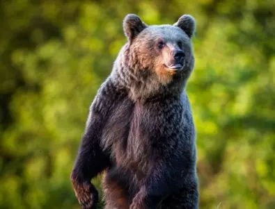 Ако срещнете мечка в гората – ето как да се защитите!