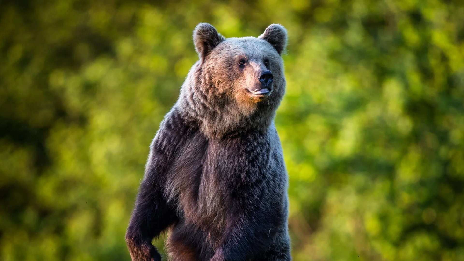Любопитен мечок открадна и счупи телефон на посетител в зоопарка в Стара Загора