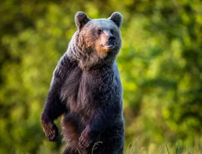 Любопитен мечок открадна и счупи телефон на посетител в зоопарка в Стара Загора