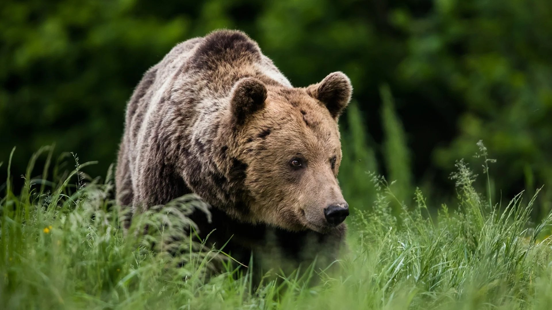 You hardly guessed that this is the biggest bear in the world - Rhewal