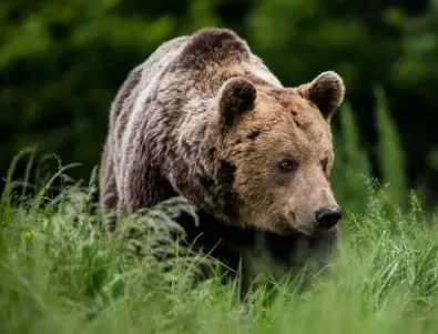 Едва ли сте предполагали, че това е най-едрата мечка в света