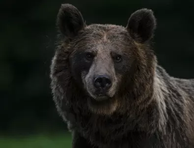 Най-голямото отмъщение: Швед вече 6 месеца си хапва от мечката, която откъсна половината му лице (СНИМКА)