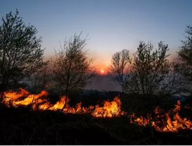 Горски пожар в Тенерифе се разпали отново, евакуират хиляди жители