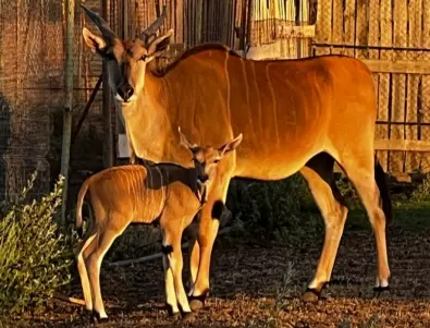 42 бебета се родиха и излюпиха в зоопарк Бургас