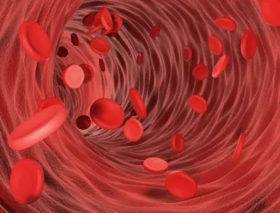 Биолози направиха кръвоносен съд от отделни клетки