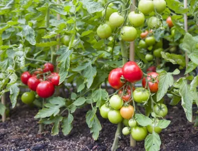 Преди да засадите доматите в градината, засадете това на тяхно място