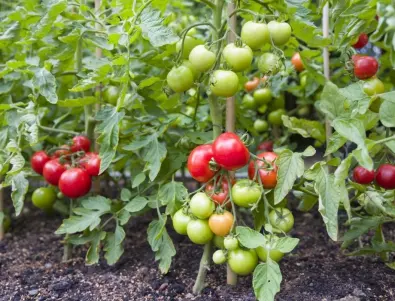 Как да не допуснем фитофтората по доматите