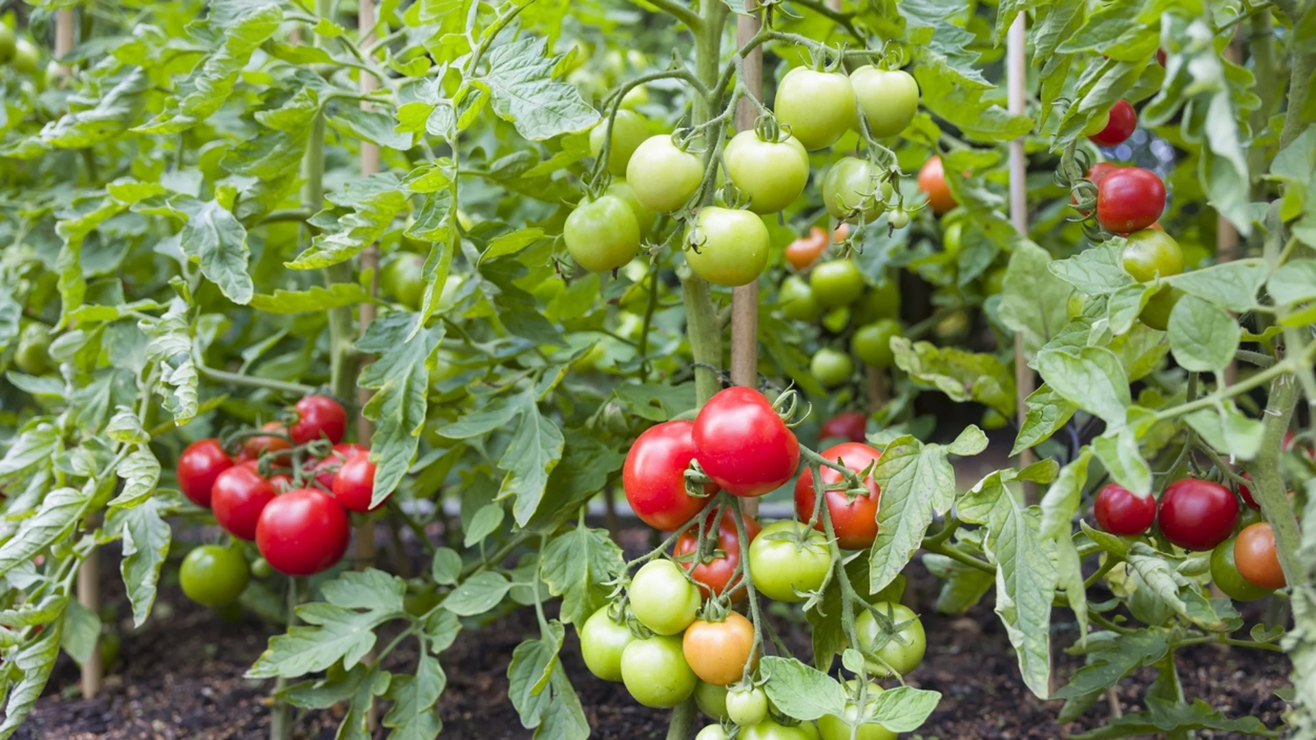 Кои са най-опасните вредители по доматите
