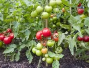 Как да НЕ поливаме доматите в жегата