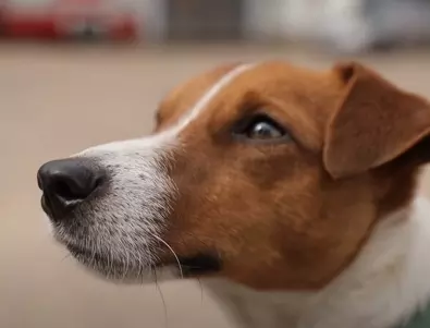Кучето Патрон опроверга слуховете за своята смърт (СНИМКА)