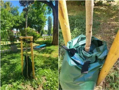Грозно: Вандали отрязаха 12 новопосадени дървета в София (СНИМКИ)
