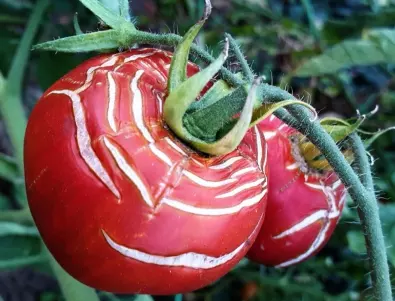 Болести и вредители, опасни за доматите: Ето на какво да обърнете внимание