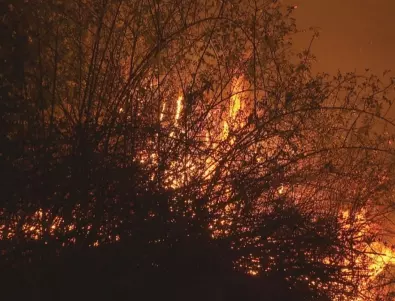 Пожарът в Тенерифе е извън контрол (ВИДЕО)
