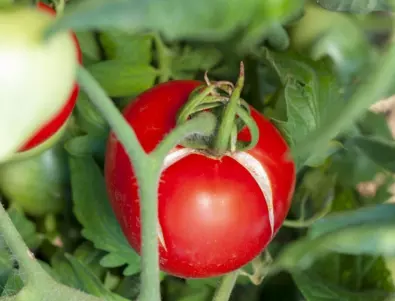 Каква е тайната на най-сладките домати на света?