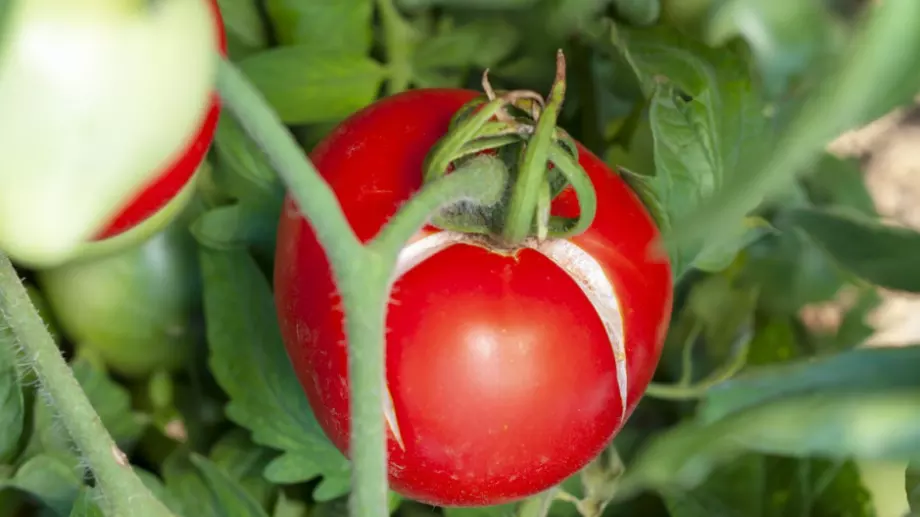 Каква е тайната на най-сладките домати на света?