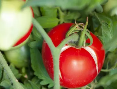 Отглеждане на домати - 5 грешки, които са пагубни за реколтата