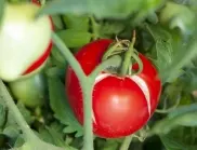 Как да не допускаме жилкова некроза по доматите