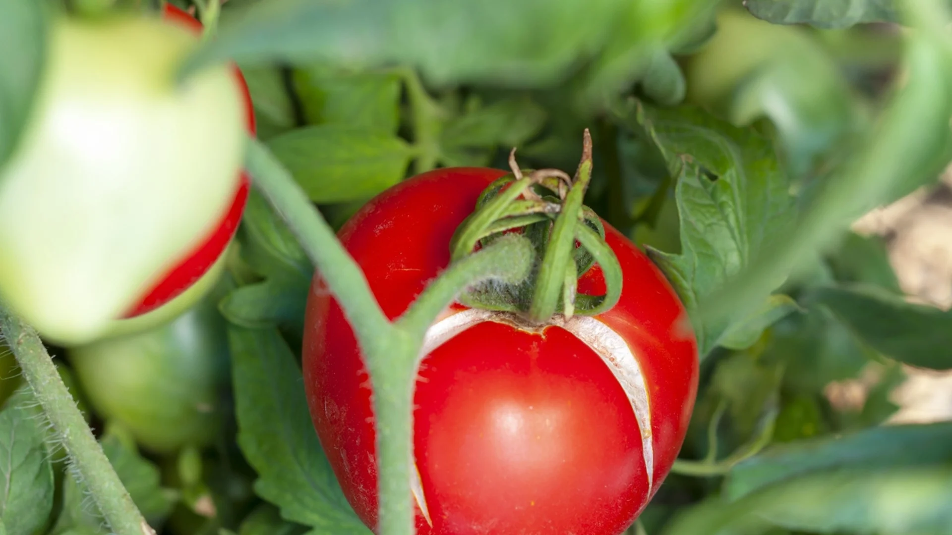 Как да не допускаме жилкова некроза по доматите