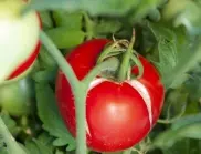 Защо доматите се напукват - как да решите пробема