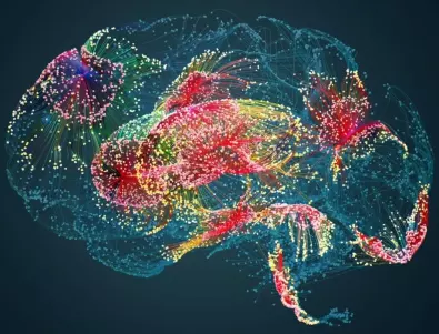 Невробиолози създадоха най-подробния атлас на мозъка