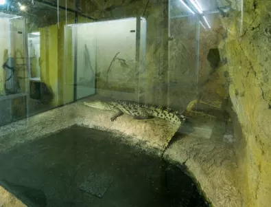 Посетители в природонаучния музей в Пловдив едва не убиха нилския крокодил (ВИДЕО)
