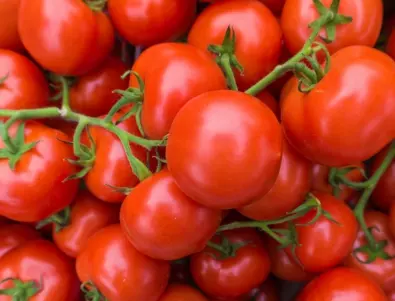 От градината до трапезата: над 95% от доматите в BILLA са български