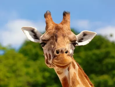 Невиждано: Бебе жираф без петна се роди в зоологическа градина (СНИМКА+ВИДЕО)
