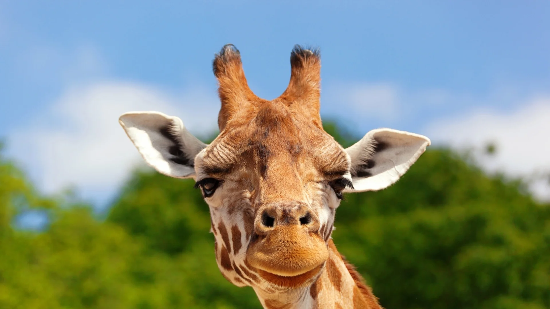 Каква височина достигат най-големите жирафи?