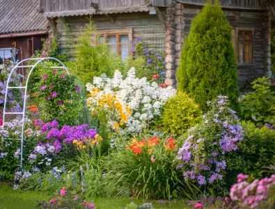10 от най-красивите вечнозелени храсти за вашата градина