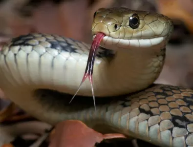 Жена откри змия в тоалетната си. Вижте как се справи със ситуацията (ВИДЕО)
