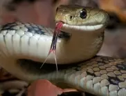 Ето кои змии не само симулират собствената си смърт, но и използват специални кървави ефекти