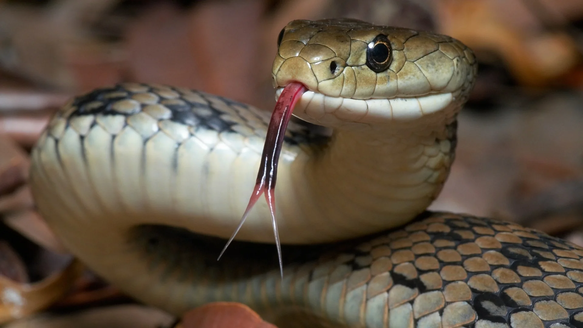Ето кои змии не само симулират собствената си смърт, но и използват специални кървави ефекти