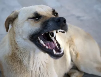 Глутница кучета нападнаха руско момченце. Спасението му дойде неочаквано (ВИДЕО)