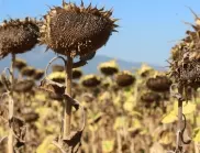 Над 8 хиляди дка с пострадали земеделски култури в област Добрич